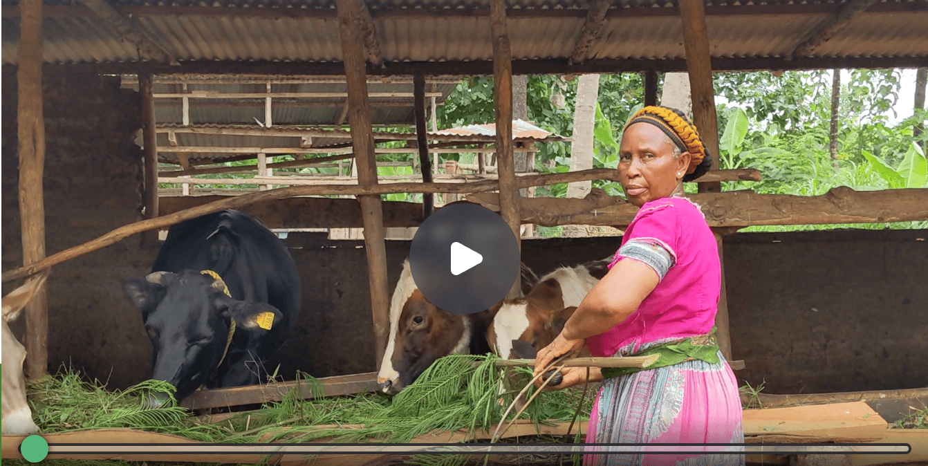 How GiftTrees Supports Farming Families Through Agroforestry and Livestock Fodder
